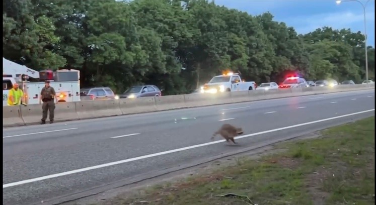 Read more about the article Video: Raccoon shuts down RT146
