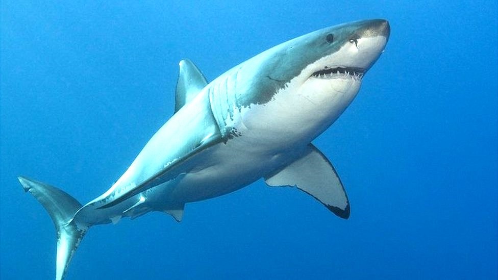 Read more about the article Sharks descend on Block Island